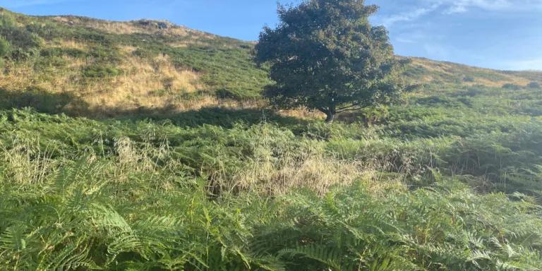An area covered in bracken with a single tree growing