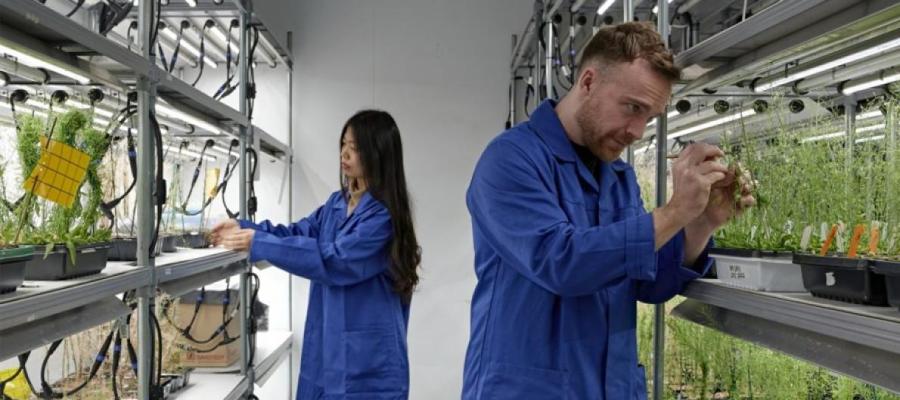 Decorative image of scientists in a lab with plants