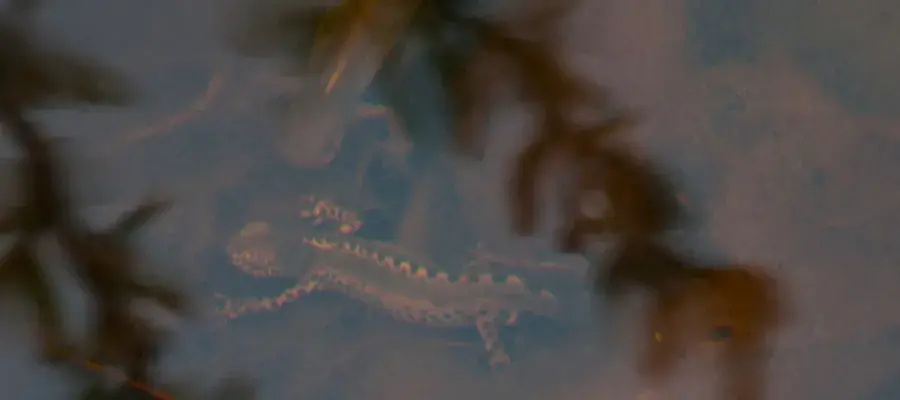 Biodiversity strategy - Alpine Newt - bioblitz - iNaturalist - Oiban