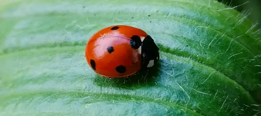 Seven spotted lady beetle - bioblitz - iNaturalist - J Obbard