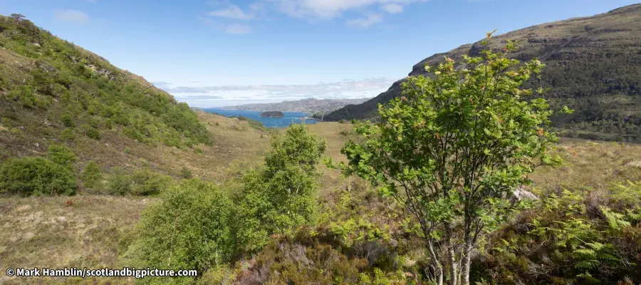 View of Kinloch Woodland, hills, trees, blue sky and a body water in the distance