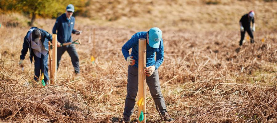 Volunteers placing tree guards over newly planted trees