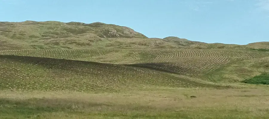 Drumbrae planted with young trees