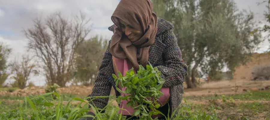 A woman kneeling to harvest fresh green vegetables growing in adverse conditions. Country: Tunisia