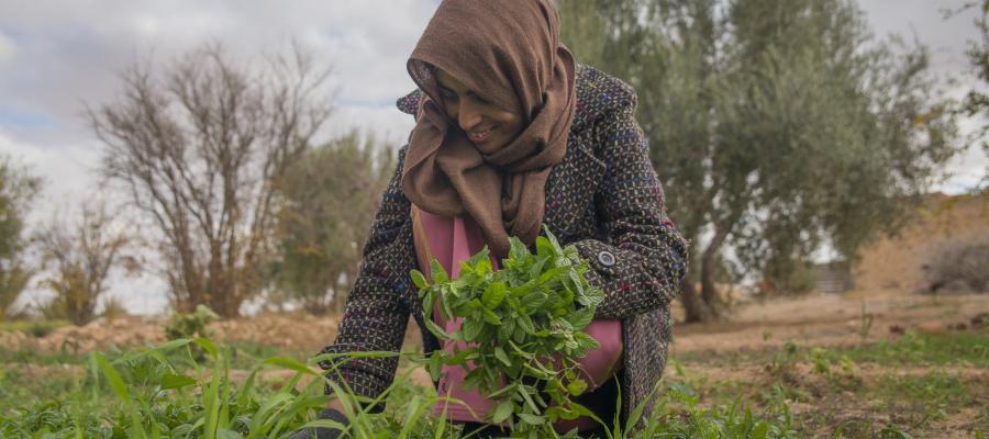 A woman kneeling to harvest fresh green vegetables growing in adverse conditions. Country: Tunisia