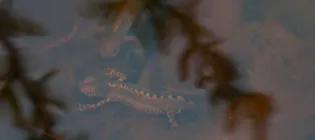 Biodiversity strategy - Alpine Newt - bioblitz - iNaturalist - Oiban