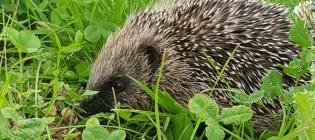 Biodiversity strategy - CRM hedgehog