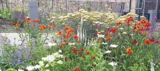 Wild flowers University estate Jonathan Long