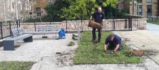 Landscape team laying wildflower turf at Buccleuch Place