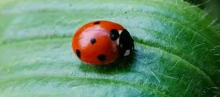 Seven spotted lady beetle - bioblitz - iNaturalist - J Obbard