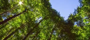 Looking up at trees with heart-shaped gap of sky