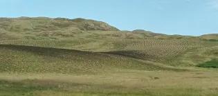 Drumbrae planted with young trees