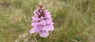 Wildflower at Drumbrae
