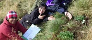 Volunteers showing newly planted common rock rose.