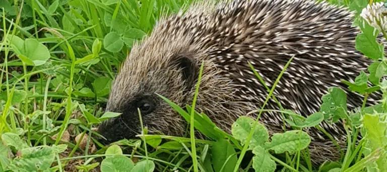 Biodiversity strategy - CRM hedgehog
