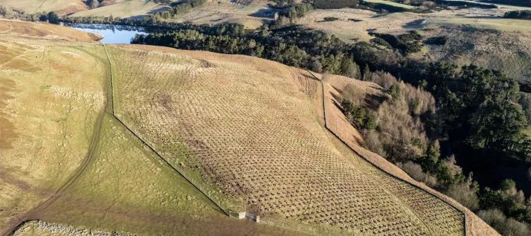 Aerial photography of planting at Rullion Green Wood in the Pentland Hills 2025