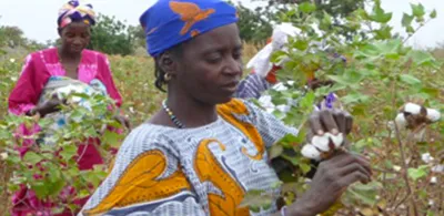 cotton harvest