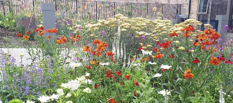 Wild flowers University estate Jonathan Long