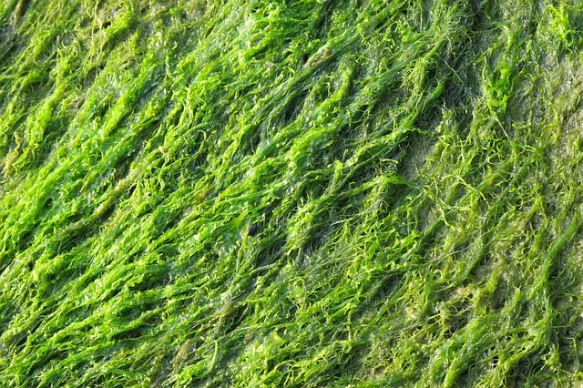 Algae representation