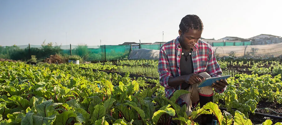 Crops being examined by a farmer