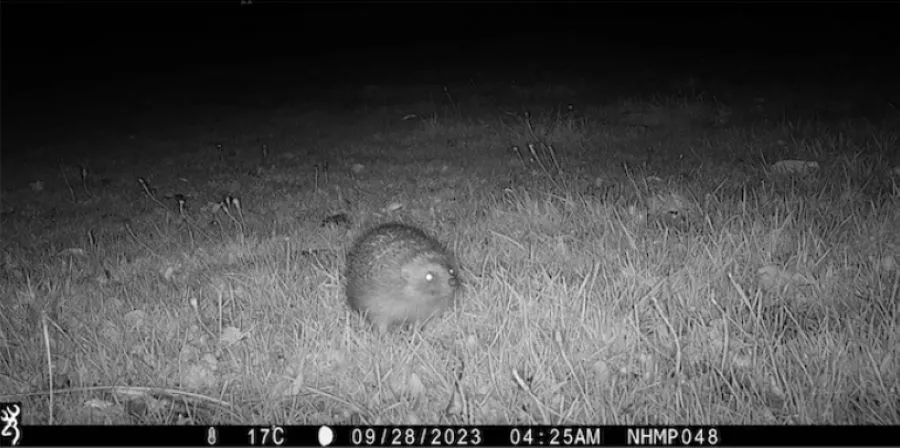 Black and white photo of a hedgehog on a lawn, captured via the National Hedgehog Monitoring Programme