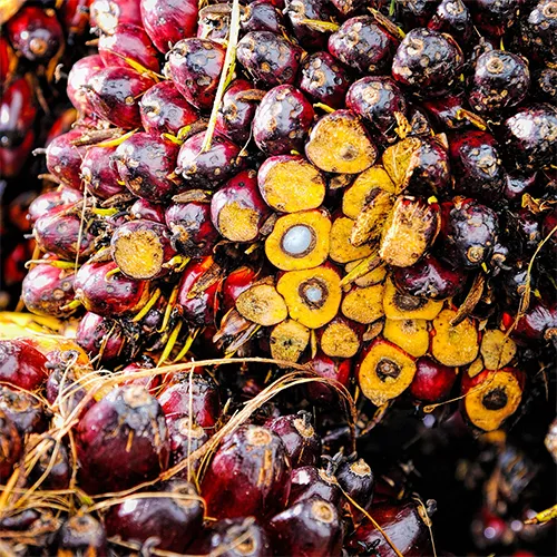 Palm oil fresh fruit bunches