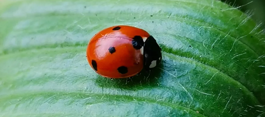 Seven spotted lady beetle, by J Obbard via iNaturalist