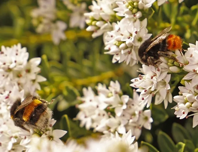 Bees pollinating flowers on campus