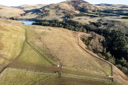 Aerial photography of planting at Rullion Green Wood in the Pentland Hills 2025