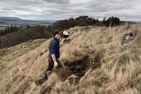 Student planting common rock-rose at Drumbrae