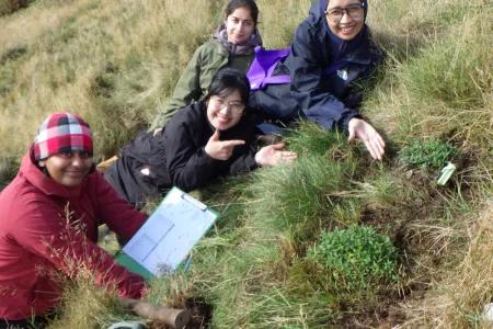 Volunteers showing newly planted common rock rose.
