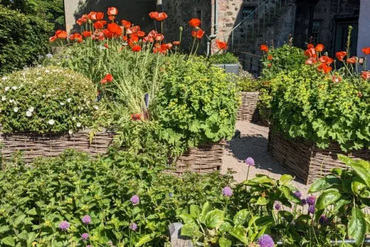 Car free commute: Wildflower garden