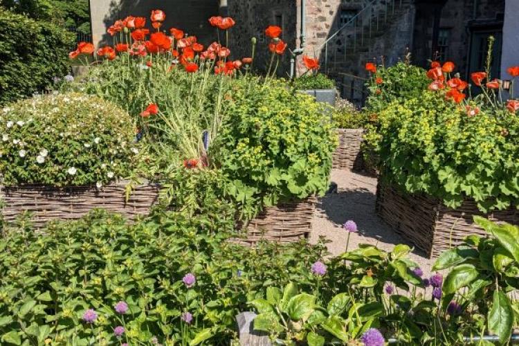 Car free commute: Wildflower garden