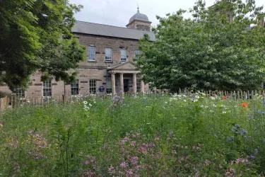 A wildflower meadow with a building in the background