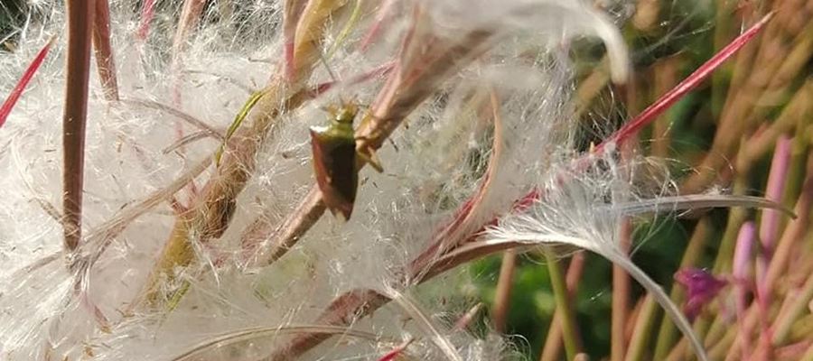 Bioblitz Birch Shieldbug at King's Buildings campus