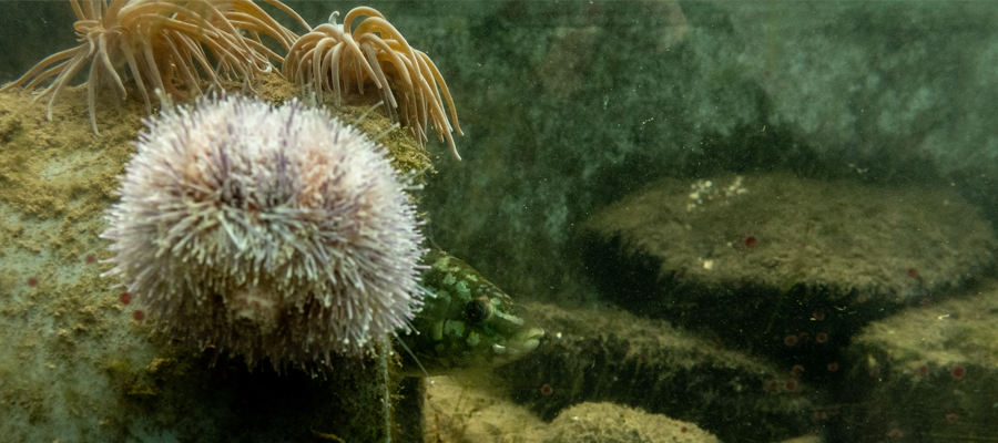 St Abbs Marine Station tank